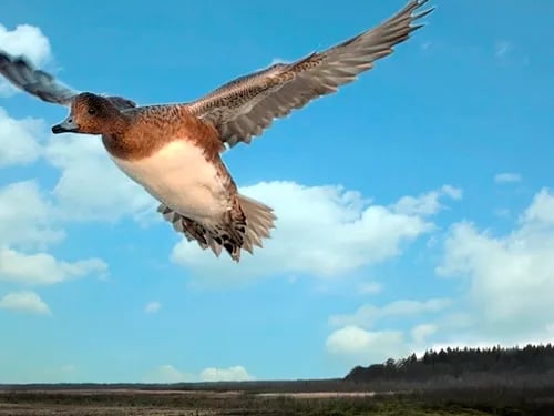 Vogelvlucht